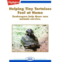 Helping Tiny Tortoises Feel at Home - Jacqueline Adams