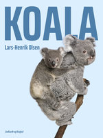 Koala - Lars-Henrik Olsen