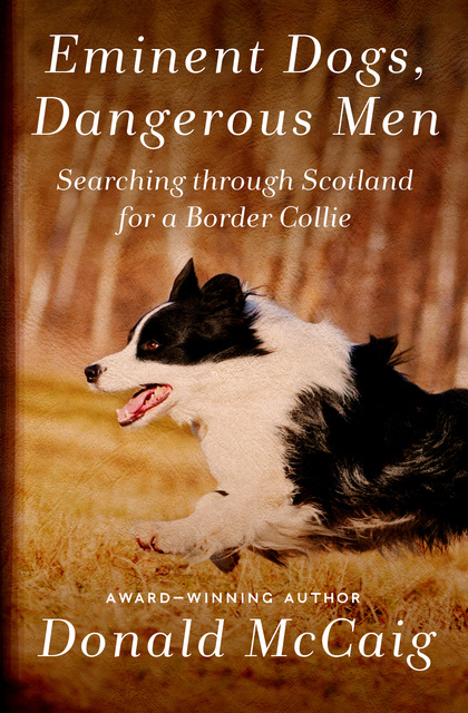 are collies dangerous